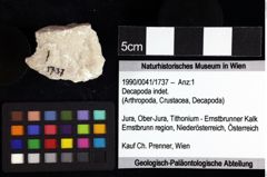 Foto (Objket + Etiketten) von Mesoparapylocheles sp. 